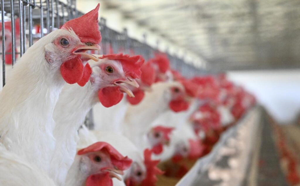 Bird-flu death in Narasaraopet 17f3f83715bd829325651abe5ac1c2b3